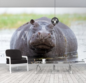 Picture of Female Hippo Chobe River Botswana